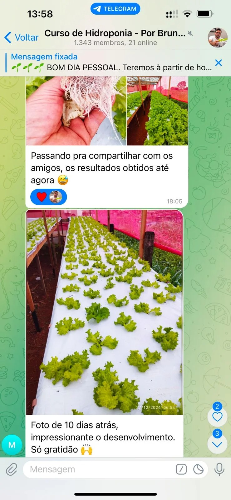 Curso de hidroponia cultive na agua Bruno Palma