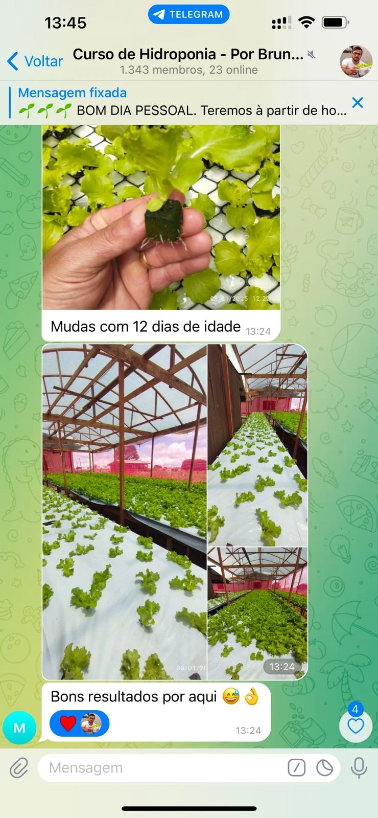 Curso de hidroponia cultive na agua Bruno Palma